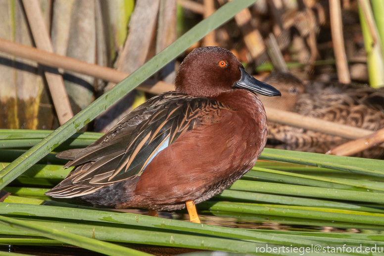 emily renzel wetlands